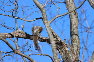 Wall Mural - An eastern gray squirrel high up in a tree
