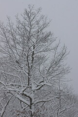 Wall Mural - Closeup of a snowy treetop