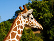 Giraffe Head And Neck In Profile With Trees And Blue Sky