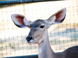 Deer Standing In Pen Head And Neck With Wire In Background