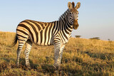 Fototapeta Konie - Zebra Standing in the Golden Savanna Light