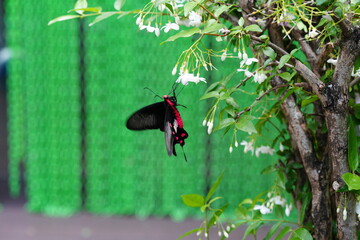 Wall Mural - Pachliopta aristolochiae is the scientific name for the common rose, also known as the crimson rose butterfly. It is a species of butterfly belonging to the family Papilionidae|紅珠鳳蝶