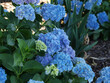 Blue Hydrangea Flowers With Green Leaves In Shade