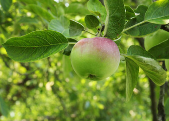 Wall Mural - Fresh red apples isolated in the garden