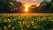 Abstract soft focus sunset field landscape of yellow flowers and grass meadow warm golden hour sunset sunrise time.