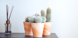 Fototapeta  - Cactus flowers growing in pots, home interior design. Home decoration with houseplants. Different cactuses in ceramic pots on a table, over white wall