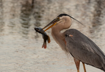 Wall Mural - A Great Blue Heron with a Large Fish