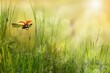 Abstract natural background with green grass and flying lady bug.