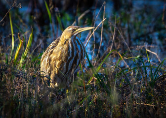 Wall Mural - American Bittern in the late afternoon sunlight on Christmas Eve