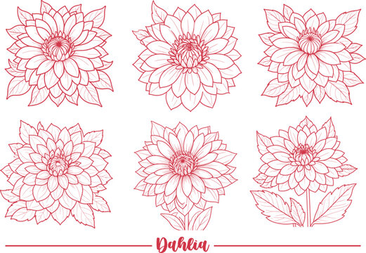 Dahlia flower set coloring page and outline vector