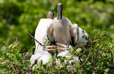 Wall Mural - Wood Stork Parent Needing a Break from Kids