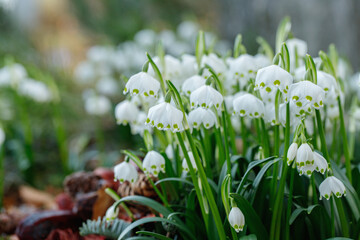 Wall Mural - group of spring snowflakes (leucojum vernum). space for your text.