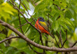 A Beautiful Painted Bunting Male Perched High in a Tree Canopy