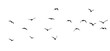 	
png flock of birds silhouette isolated on transparent clear background	
