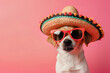 Funny cute dog in sunglasses and sombrero hat on pastel background.