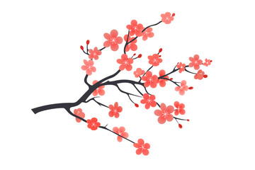 Blooming sakura branch on a white background.