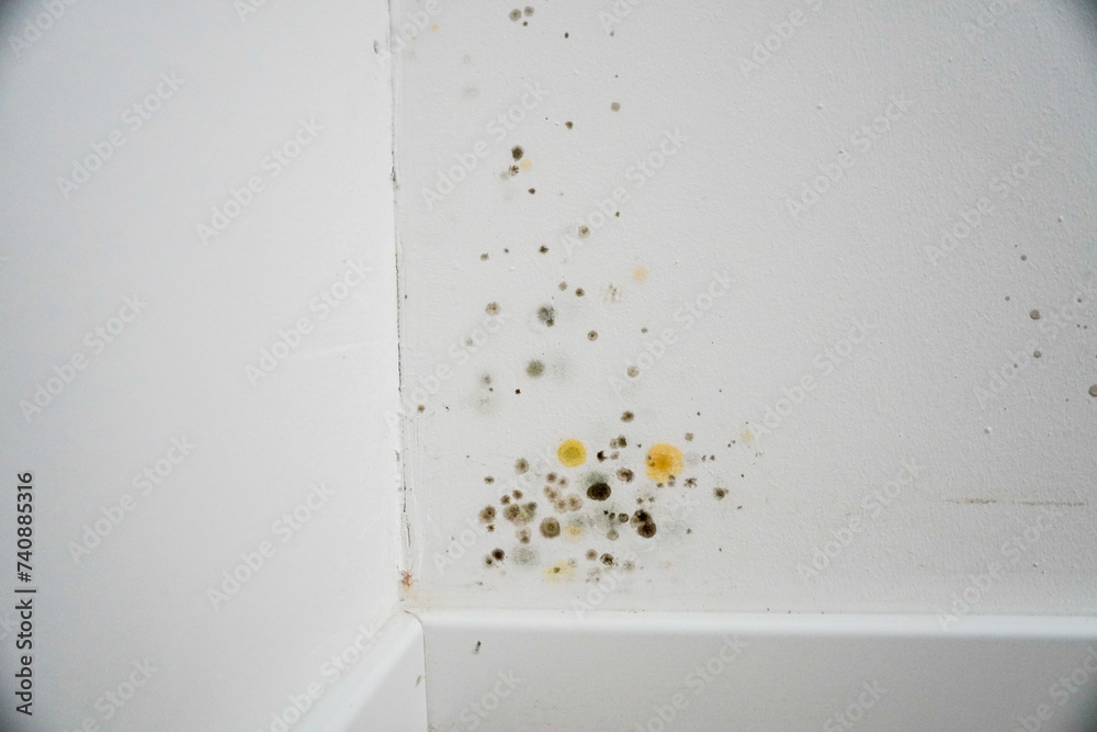 Green and yellow mold on wall in corner of room