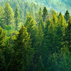 Wall Mural - Pine Forest During Rainstorm Lush Trees Raindrops Falling Down