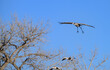 Sandhill Crane coming in for a Landing