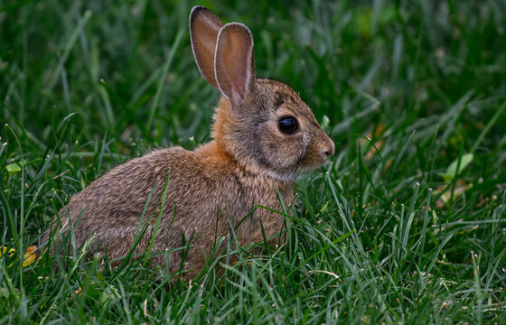 An Adorable Cottontail Rabbit Bunny in a Grassy Field