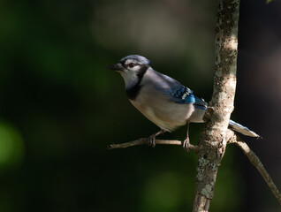 A Blue Jay Perched on a Branch 