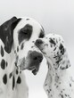 Great Dane Family in Tender Embrace ,Parent and Puppy Share Tender Moment in monochrome.