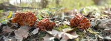 Gyromitra Gigas Mushrooms Growth In Forest Close Up. Fresh Mushrooms Picking In Early Spring Season. Gyromitra Esculenta, Ascomycete Fungus From The Genus Gyromitra. Mushroom Hunting. Banner