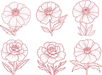 Wall Mural - Carnation set flower hand-drawn coloring page and outline vector