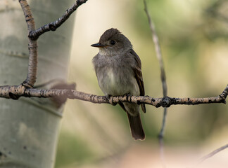 Wall Mural - Western Wood-Pewee Perched in an Aspen Tree Branch