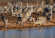 Sandhill Cranes at a Watering Hole