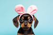 Dog puppy wearing Easter bunny ears in fornt of blue studio background