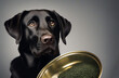 Portrait of a purebred black Labrador dog, looking at the camera. Dog and dog food.