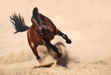 Canvas Print - running speedly bay  breed  stallion  at desert sands.