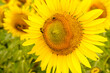 Leinwandbild Motiv Blooming yellow sunflowers on field