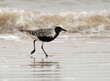 Black-bellied Plover at on the Coast