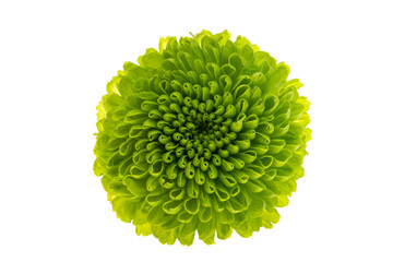 Wall Mural - chrysanthemum isolated