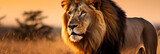 Fototapeta Sawanna - A Mesmerizing Capture of a Majestic Lion in the Golden Savannah at Sunset