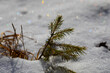 vista macro di un piccolissimo e verde albero di conifere, che cresce in mezzo alla neve, illuminato dalla luce del sole, di giorno, in inverno