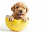 Fototapeta Miasto - a smiling baby dog puppy coming out from a cracked easter egg like a chick, isolated on white background