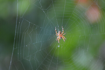 spider on the web