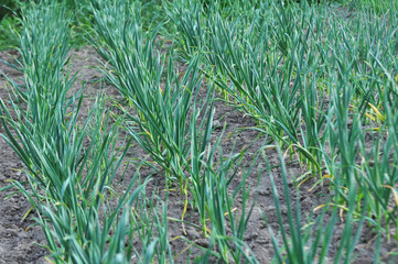 Wall Mural - Garlic grows in the open ground