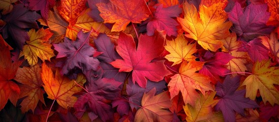 Poster - Vibrant and Colorful Autumn Leaves Background for Nature Lovers and Botanical Enthusiasts