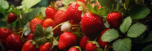 basket with fresh strawberries.
