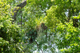 Fototapeta  - epiphytes on a phorophyte in the Atlantic forest in Brazil