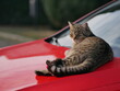 An outdoor cat basks in the sun rays at sunset. Relaxed cat resting on car hood