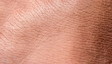 Macro Photo Texture Of Pig Skin