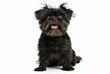 A black Affenpinscher sits proudly, showcasing its compact body and perky ears. The dog's attentive expression and lustrous coat exude confidence and breed pride.
