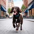 Portrait of American Water Spaniel running in the city street. Happy dog portrait 
