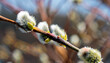 The of a photo of fluffy willow buds on a tree branches