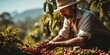 Portrait of a man in a hat harvesting coffee beans. Coffee plantation. Generative AI